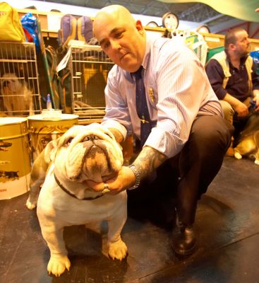 British Bulldog
This dog's owner kindly removed his dog from its cage and did the sepecial Bulldog pose (which seemed to involve gently pulling the skin beneath his head).
Keywords: British Bulldog Bull Dog owner pose wrinkled Crufts
