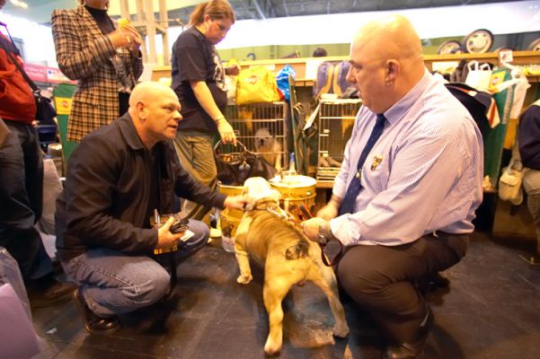 A Couple of British Bulldog Enthusiasts Talking Shop
Ključne besede: Britsh Bulldog Crufts