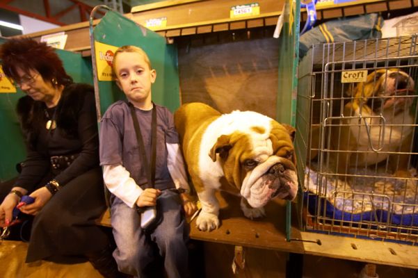 British Bulldog and Young Lad
This lad was exhausted.  When we asked his Mom if we could take his picture, he just look resigned to it all.
Keywords: British Bulldog young lad Crufts