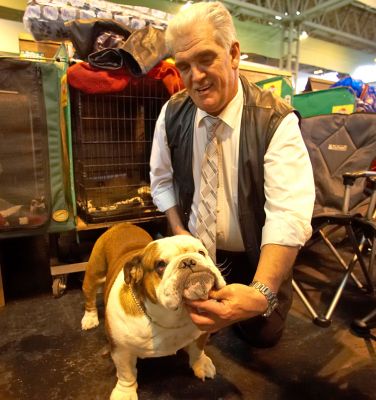 British Bulldog
The trick to posing these beautiful/ugly dogs seems to be to gently pull the skin beneath their head.
Keywords: Britsh Bulldog Bull Dog pose Crufts