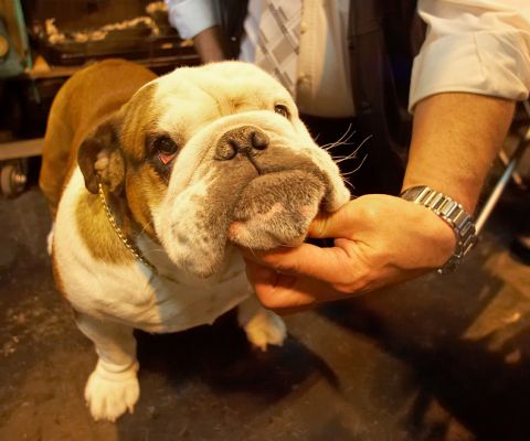 British Bulldog Being Posed
Keywords: Britsh Bulldog British Bull Dog posed Crufts
