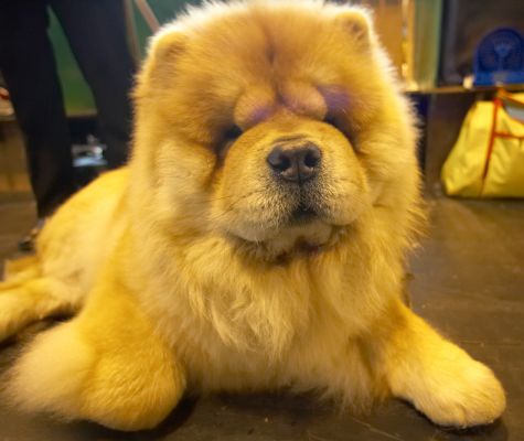 Chow Chow
"Clothed in a smooth or an offstanding rough double coat, the Chow is a masterpiece of beauty, dignity and naturalness. "
Keywords: Chow Chow Crufts