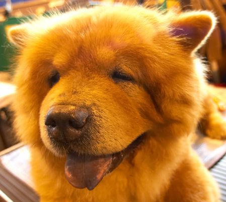 Chow Chow
The [url=http://www.chowchow.org]Chow Chow[/url] has a blue-black tongue.  
Keywords: Chow Chow dog black tongue Crufts