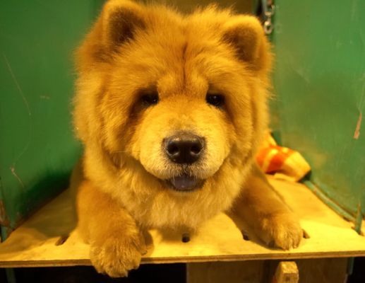 Chow Chow at Crufts
Keywords: Chow Chow Crufts dog