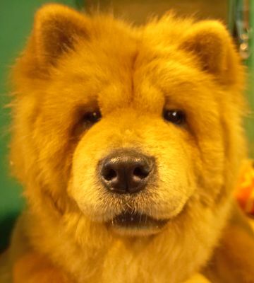 Chow Chow
Keywords: Chow Chow Chinese dog Crufts