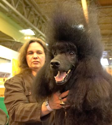 Grooming A Black French Poodle
Keywords: Black Standard French Poodle Crufts show grooming