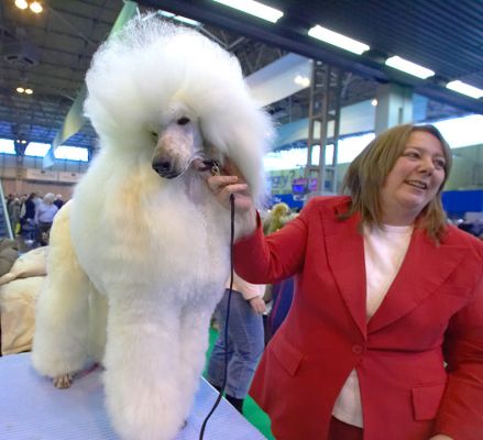 Grooming A White French Poodle
Keywords: White French Poodle Crufts grooming red coat hairdo