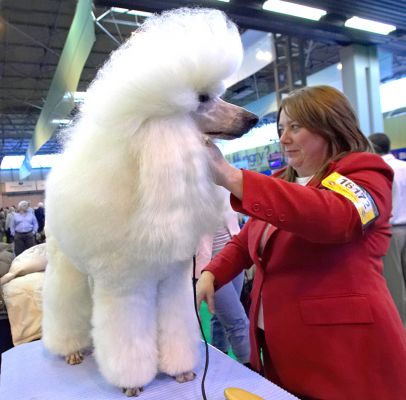 Grooming A White French Poodle
Keywords: White French Poodle