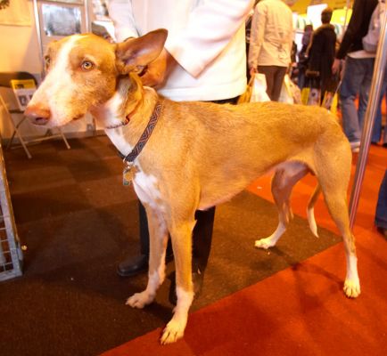 Ibizan Hound (or Podenco Ibicenco)
The Ibizan Hound is used to hunt rabbits and other small game on the island of Ibiza:  there are further details on [url=http://en.wikipedia.org/wiki/Ibizan_Hound]Wikipedia[/url].
Keywords: Ibizan Hound Podenco Ibicenco Ibiza hunting dog Crufts