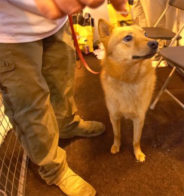 Crufts-06-0156a.jpg