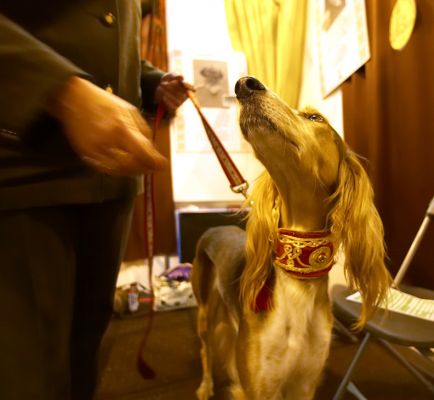 Crufts-06-0162a.jpg
