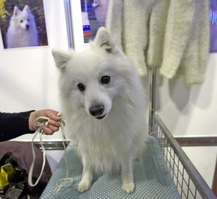Japanese Spitz
According to their hand-out at Crufts, the Japanese Spitz is "affectionate, companionable.  Can be slightly chary at first meeting with strangers."  This one was gorgeous.  (The sweater in the background was apparently knit from Spitz hair -- hopefully that had been brushed out.)  To visit their website please [url=http://www.thejapanesespitzclub.com/]click here[/url].
Keywords: Japanese Spitz white dog hair sweater Crufts
