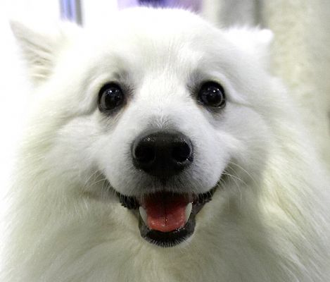 Japanes Spitz
Keywords: Japanese Spitz white dog Crufts