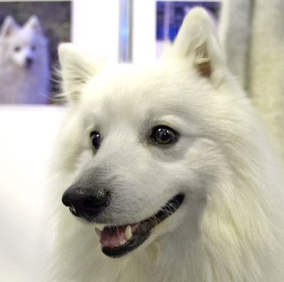 Japanese Spitz
Keywords: Japanese Spitz Crufts
