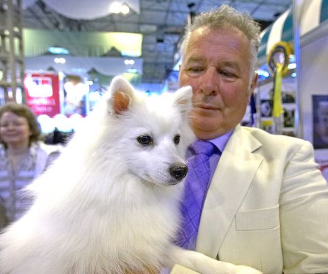 Japanese Spitz
Keywords: Japanese Spitz