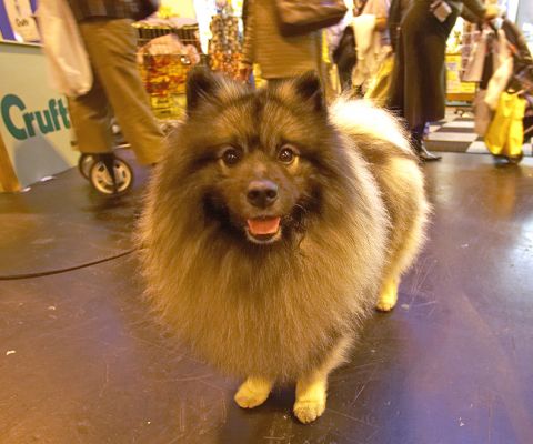 Crufts-06-0207a.jpg
