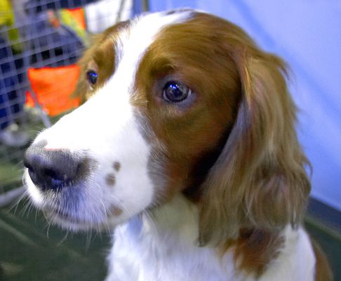 Red and White Irish Setter
The [url=http://www.irishredandwhitesetterclub.com]Irish Red and White Setter[/url] is an ancient breed from Ireland, the forerunner of the Red Irish Setter.
Keywords: Irish Red and White Setter Crufts
