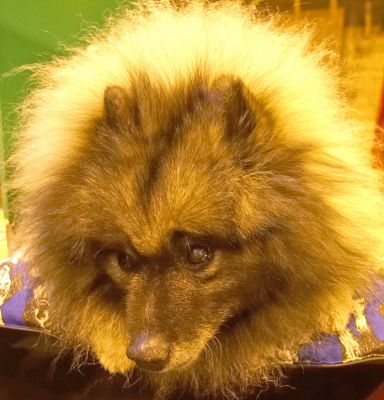 Crufts-06-0219a.jpg