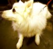 Crufts-06-0041a.jpg