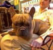 Crufts-06-0049a.jpg