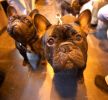 Crufts-06-0067a.jpg