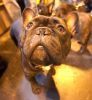 Crufts-06-0069a.jpg