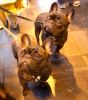 Crufts-06-0072a.jpg