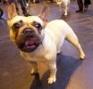 Crufts-06-0080a.jpg