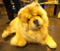 Crufts-06-0109a.jpg