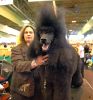 Crufts-06-0133a.jpg