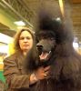 Crufts-06-0135a.jpg