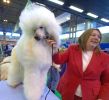 Crufts-06-0138a.jpg