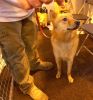 Crufts-06-0156a.jpg