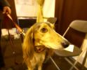 Crufts-06-0160a.jpg