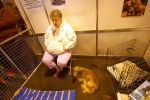 Crufts-06-0170a.jpg