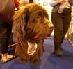 Crufts-06-0172a.jpg