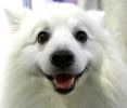Crufts-06-0191a.jpg