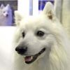 Crufts-06-0194a.jpg