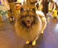 Crufts-06-0207a.jpg