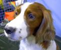 Crufts-06-0210a.jpg