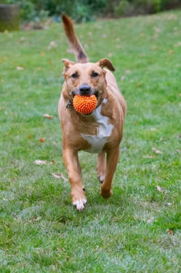 I got the ball
Keywords: Christmas Dog Dogs English Bull Terrier Play Playing Playtime Ruby Run Running Staffordshire Terriers