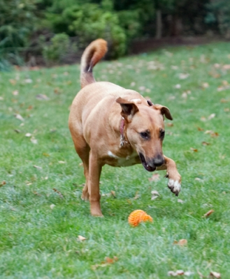 C'mon, move
Keywords: Christmas Dog Dogs English Bull Terrier Play Playing Playtime Ruby Run Running Staffordshire Terriers