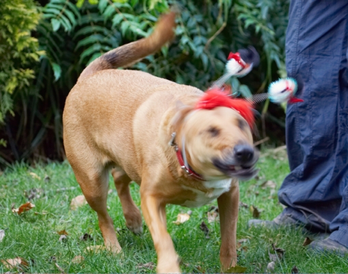 Get this off, NOW
Mots-clés: Christmas Dog Dogs English Bull Terrier Play Playing Playtime Ruby Run Running Staffordshire Terriers