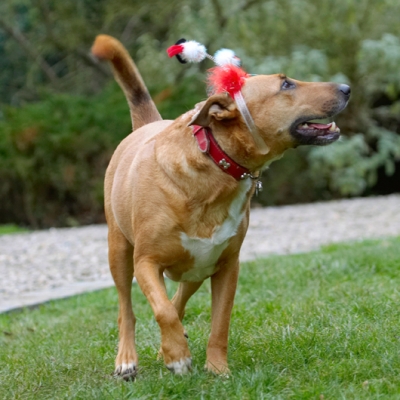 How long do I have to wear this?
Ključne besede: Christmas Dog Dogs English Bull Terrier Play Playing Playtime Ruby Run Running Staffordshire Terriers