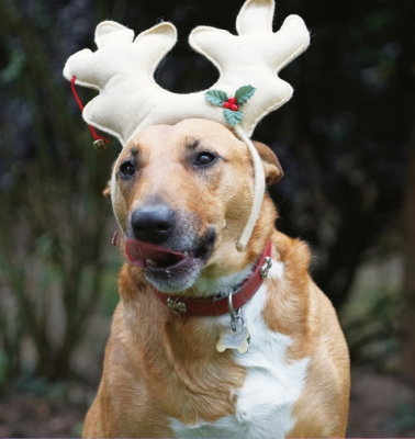 The things these humans make you do
Keywords: Christmas Dog Dogs English Bull Terrier Play Playing Playtime Reindeer Ruby Run Running Staffordshire Terriers Tongue