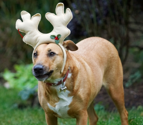 How many more do you want?
Ключови думи: Christmas Dog Dogs English Bull Terrier Play Playing Playtime Reindeer Ruby Run Running Staffordshire Terriers