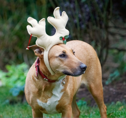 Yes, yes, I know another profile
Ključne besede: Christmas Dog Dogs English Bull Terrier Play Playing Playtime Reindeer Ruby Run Running Staffordshire Terriers