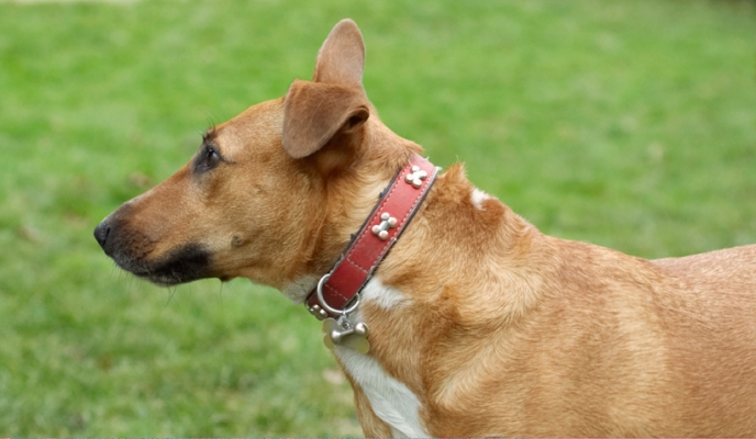 I look better without headgear doncha think
Palabras clave: Christmas Dog Dogs English Bull Terrier Play Playing Playtime Ruby Run Running Staffordshire Terriers