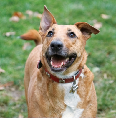 OK, you've got my undivided attention
Ключови думи: Christmas Dog Dogs English Bull Terrier Play Playing Playtime Ruby Run Running Smile Staffordshire Terriers