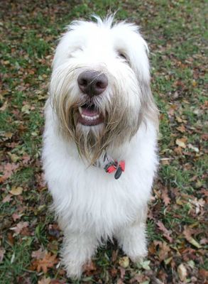 Kai
Kai is a bearded collie --- and pretty cute.
Schlüsselwörter: Kai bearded collie dog hotel dog kennel dog boarding Lucies Farm cute